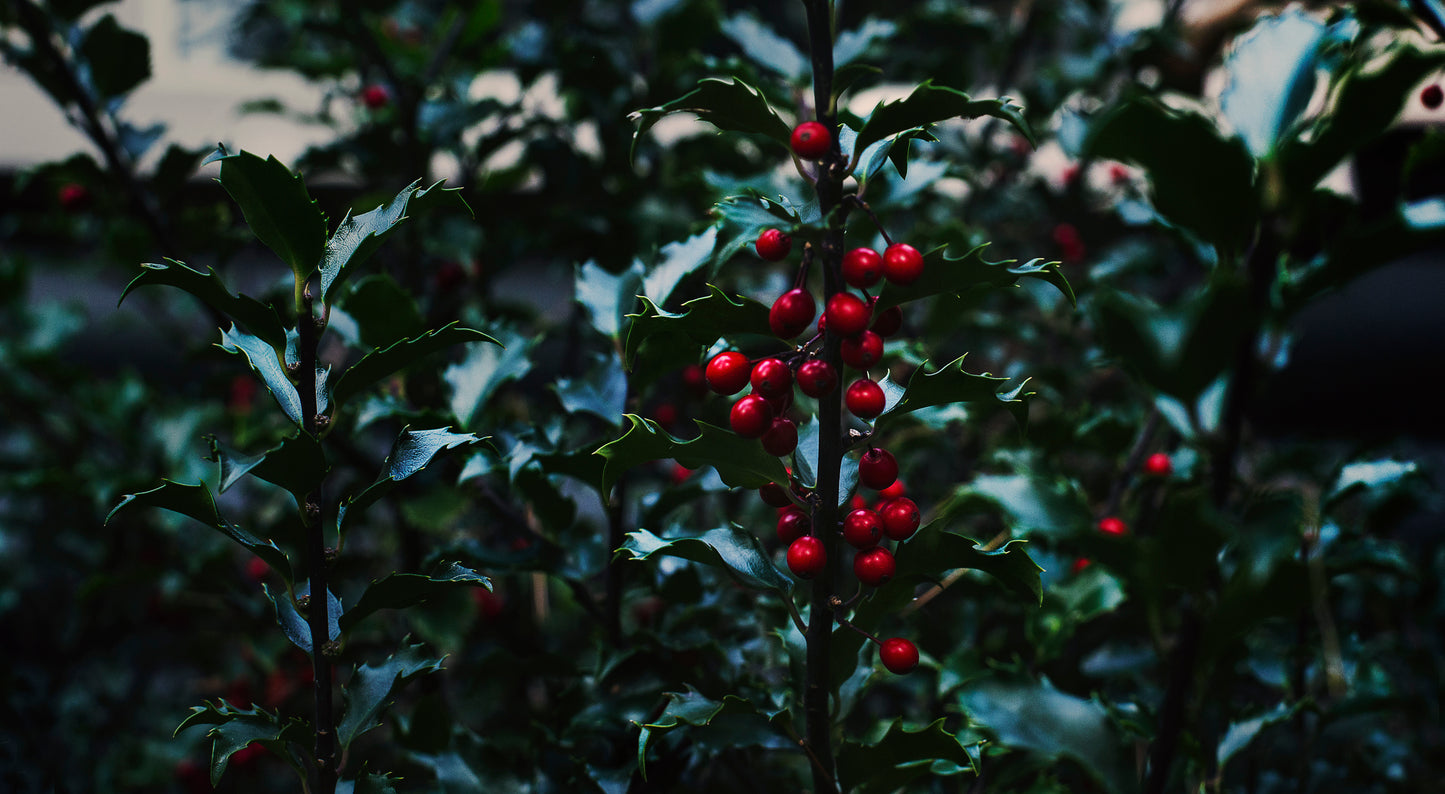 A close-up of vibrant red holly berries among dark green leaves, capturing the details of the plant in a natural setting.